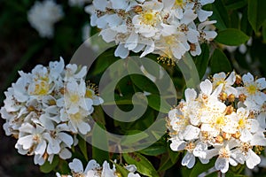 Wild Multiflora Rose bush, also known as Seven-Sisters, Baby, Japanese and Rambler Rose, spring and summer blooming background