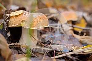 Wild Mushroom