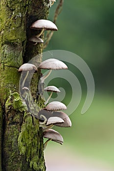 Wild Mushroom