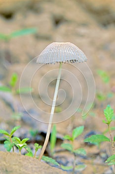 Wild mushroom