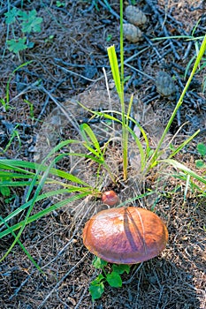 Wild mushroom