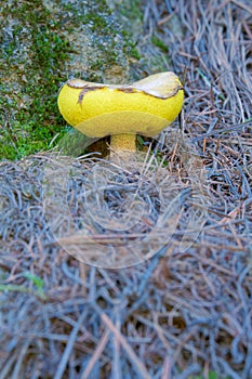 Wild mushroom