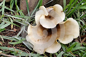 Wild Mushroom 2