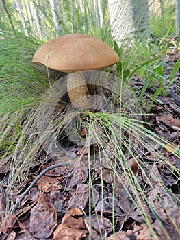 Wild Mushroom