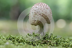 Wild Mushroom