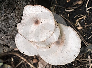 Wild mushroom