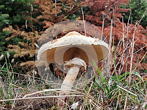 Wild Mushroom