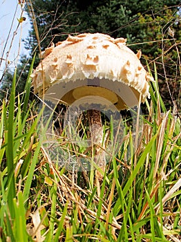 Wild Mushroom