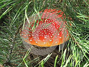 Wild mushroom