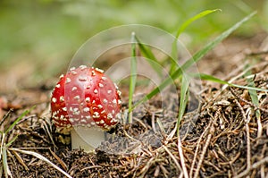 Wild mushroom, Amanita Muscaria, with white dots on red