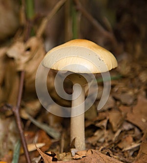 Wild mushroom