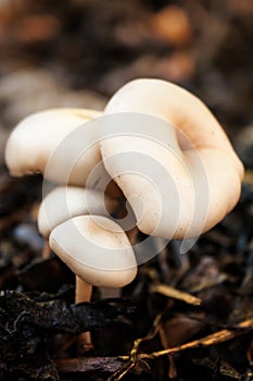 Wild mushroom in autumn