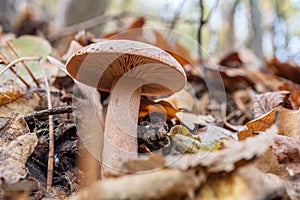 Wild mushroom in the autumn forest close-up