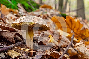 Wild mushroom in the autumn forest close-up