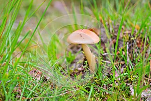 Wild mushroom in autumn forest