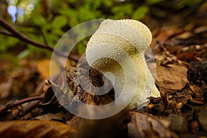 Wild mushroom background. Inedible mushrooms growing in their natural forest habitat. Seasonal mushrooms.