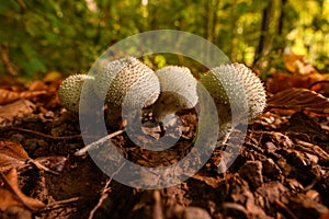 Wild mushroom background. Inedible mushrooms growing in their natural forest habitat. Seasonal mushrooms.