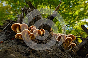 Wild mushroom background. Inedible mushrooms growing in their natural forest habitat. Seasonal mushrooms.