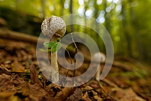 Wild mushroom background. Inedible mushrooms growing in their natural forest habitat. Seasonal mushrooms.