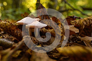 Wild mushroom background. Inedible mushrooms growing in their natural forest habitat. Seasonal mushrooms.