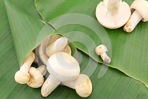 Wild mushroom on banana leaf