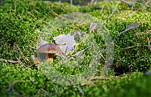 Wild mushroom bay bolete growing in natural forest in autumn among the green moss in sunny day.