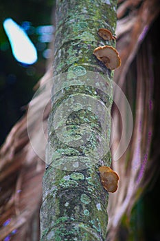 Wild Mushroom on a betenut tree