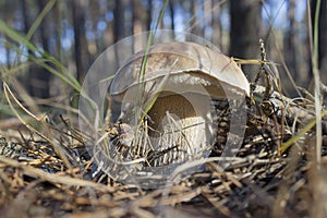 Wild mushroom boletus porcini growing in the forest