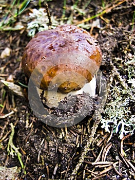 Wild Mushroom with Brown Cap