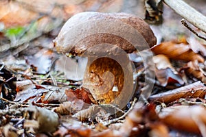 Wild Mushroom with Brown Cap