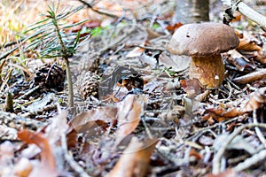 Wild Mushroom with Brown Cap