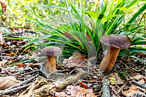 Wild Mushroom with Brown Cap