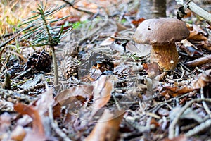 Wild Mushroom with Brown Cap