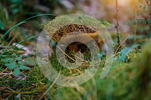 Wild mushroom with brown cap in wet forest, close-up. On the top of mushroom green moss. Soft focus, blurry background, copy space