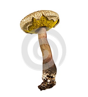 Wild mushroom, Brown mushroom isolated on white background, with clipping path