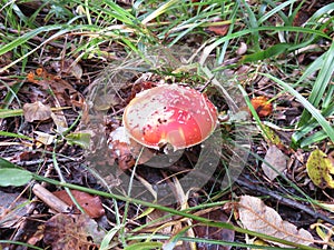 Wild Mushroom