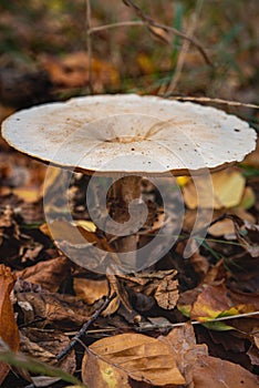 Plants and vegetables: wild mushroom closeup Albogymnopilus sp photo