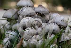 Wild white mushroom colony