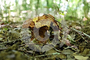 A wild mushroom devoured by the slugs in Autumn.