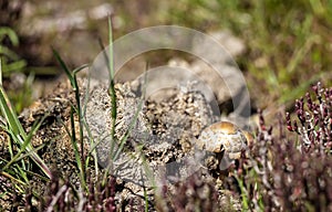 Wild Mushroom and Faeces photo