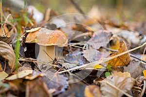A wild mushroom in the forest