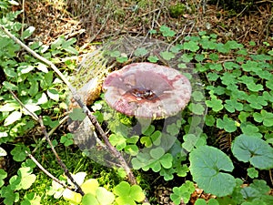 Wild Mushroom in the Forest