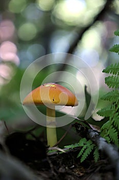 Wild Mushroom in the Forest