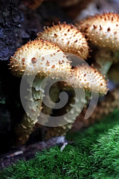 Wild Mushroom in the Forest