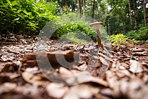 Wild Mushroom in Forest