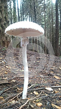 Wild mushroom forest adventure