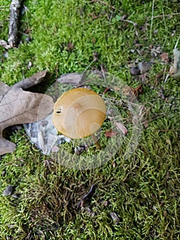 Wild mushroom on forest bed