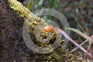Wild Mushroom on forest floor