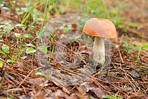 Wild mushroom on forest floor