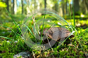 Wild mushroom in forest on grass